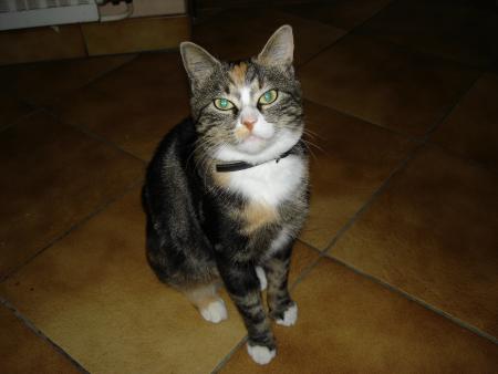 CALINE