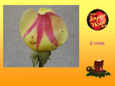 Mes voeux 2008 4